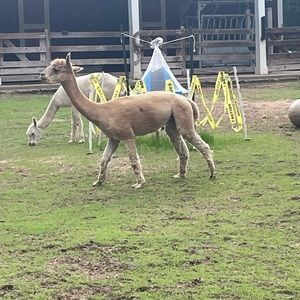 Meet your Posher, Manny